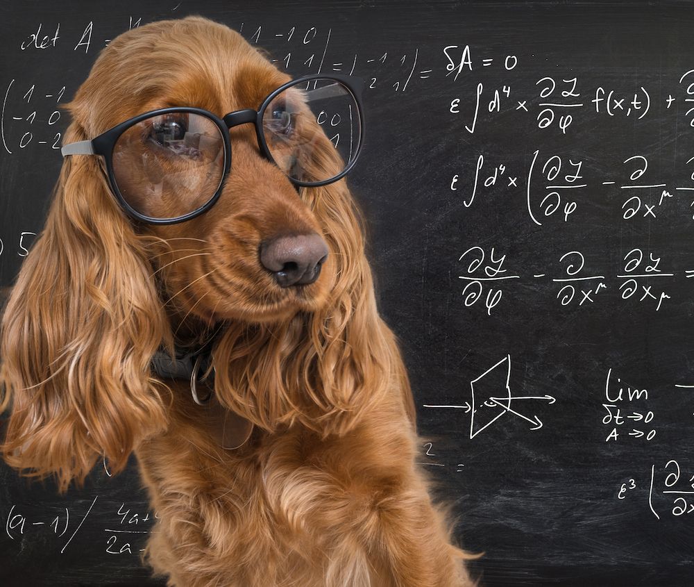 Pat Trotter's Report Card